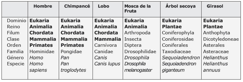 Resultado de imagen para CLASIFICACION SERES VIVOS DOMINIOS