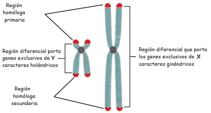 Herencia ligada al sexo