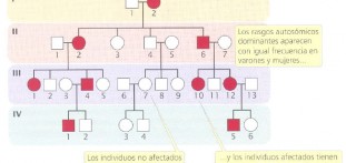 Tipos de herencia