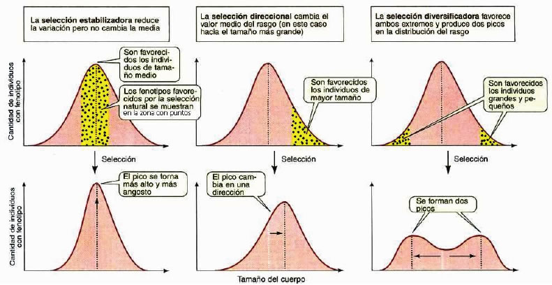 Selección natural » Blog de Biología