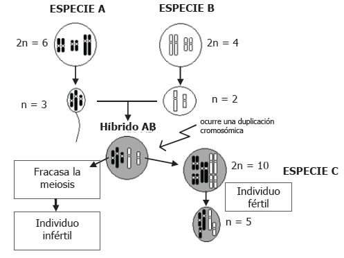 Especiación