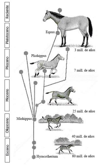 Macroevolución