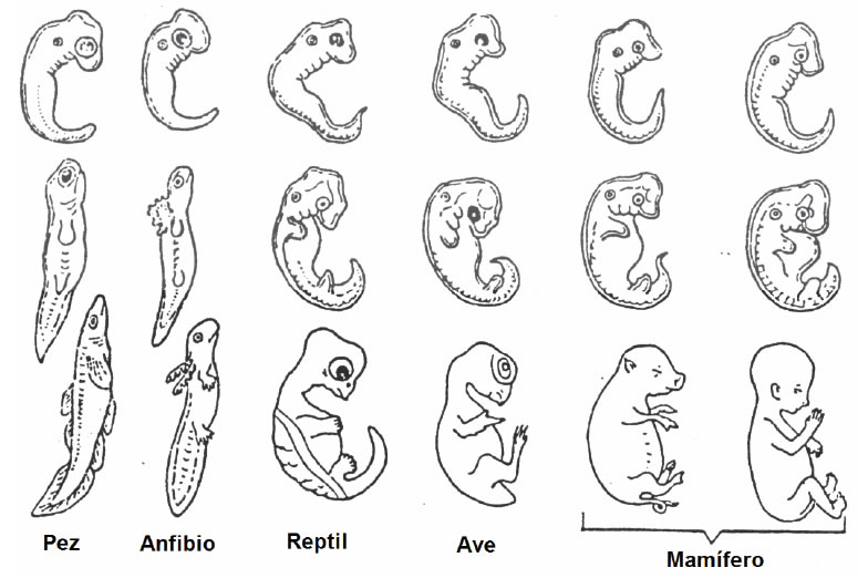 Desarrollo embrionario