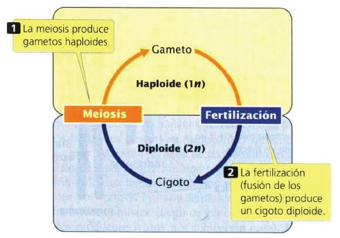 Determinación del sexo