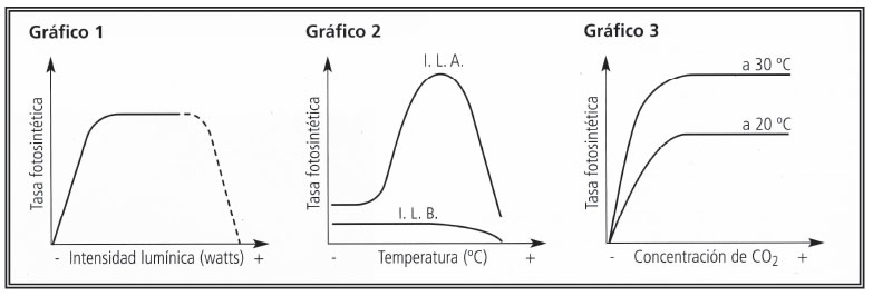 Factores que afectan la tasa de Fotosíntesis