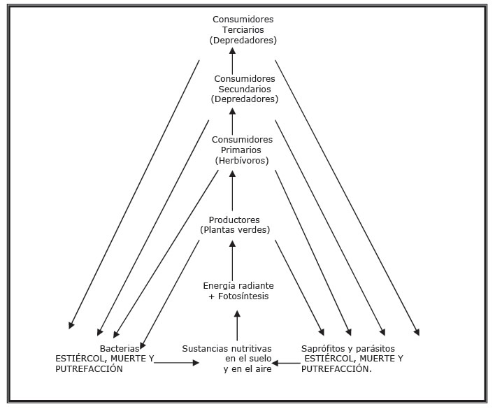 Estructura trófica