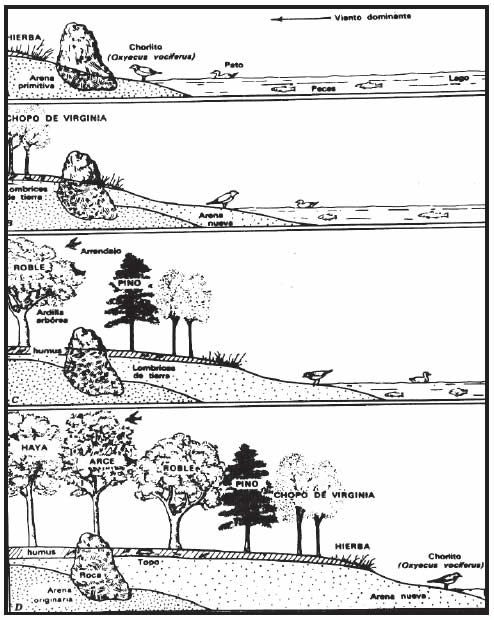 Sucesión ecológica