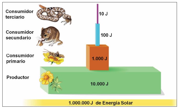 Resultado de imagen de regla del 10 de la energia en el ecosistema