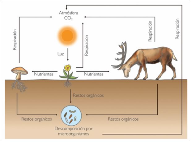 Ciclos biogeoquímicos » Blog de Biología