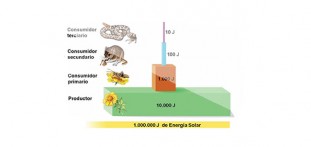 Piramides Ecologicas