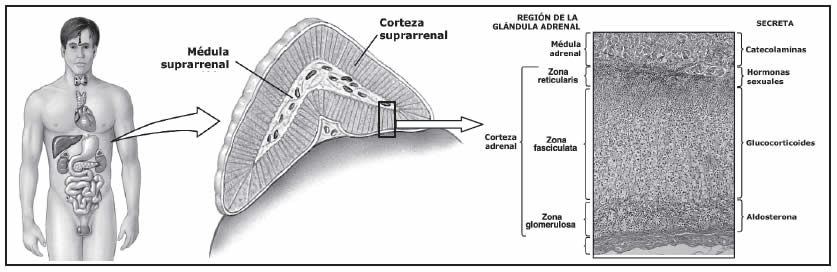 Glándula Suprarrenal