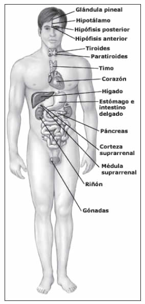 Sistema Endocrino