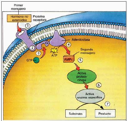 Receptores intracelulares esteroides