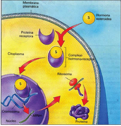 Hormonas esteroides liposolubles