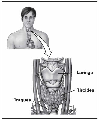 Glándula Tiroides