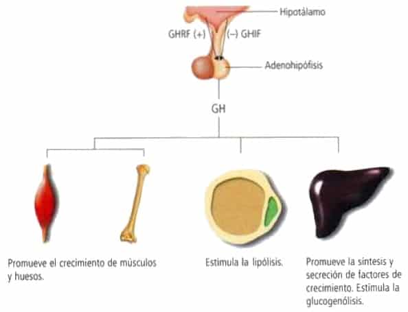 hormona-del-crecimiento