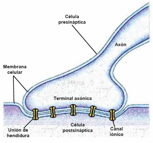 Transmisión sináptica