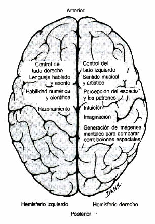 Lateralización Hemisférica