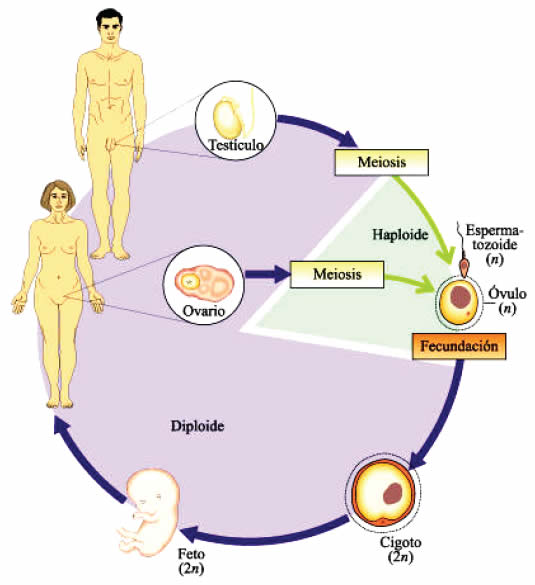 meiosis