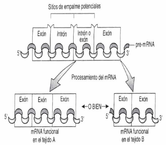 RNA