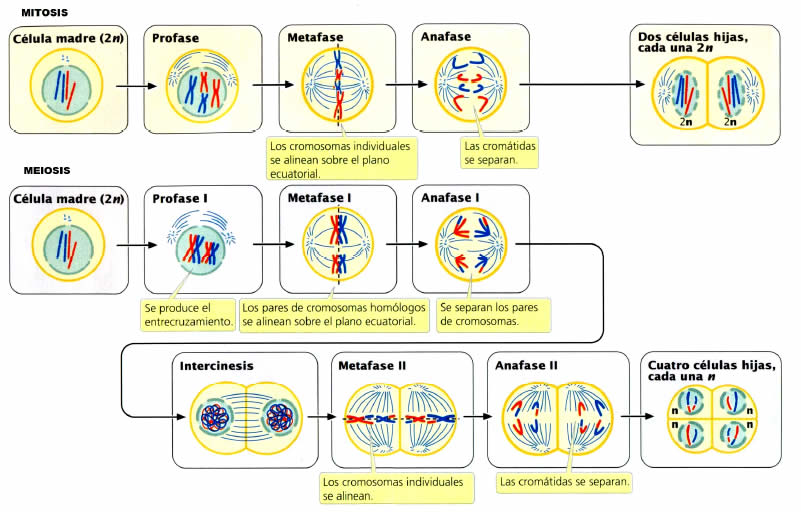 Деление триплоидной клетки. Схема митоза и мейоза. Наборы клеток в мейозе. Мейоз 1 наборы хромосом по фазам.