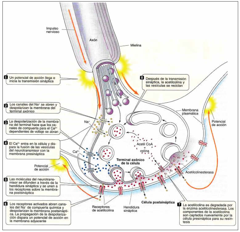Transmisión del impulso nervioso