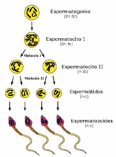 Resultado de imagen para gametogenesis masculina explicacion