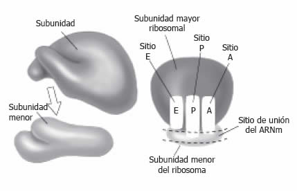 Ribosoma