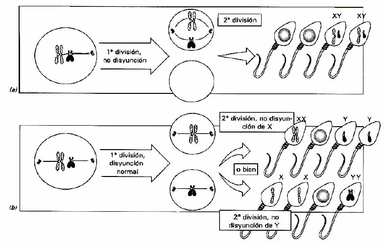 Mutaciones numéricas