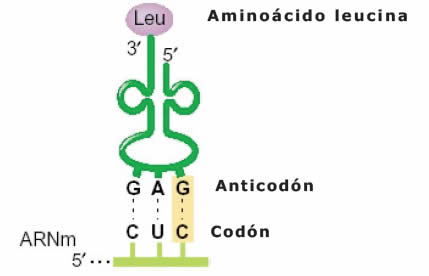 tRNA