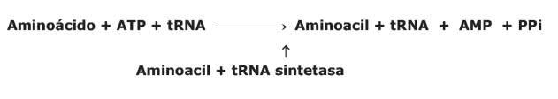 Aminoacil-tRNA sintetasa