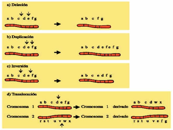 Mutaciones Estructurales