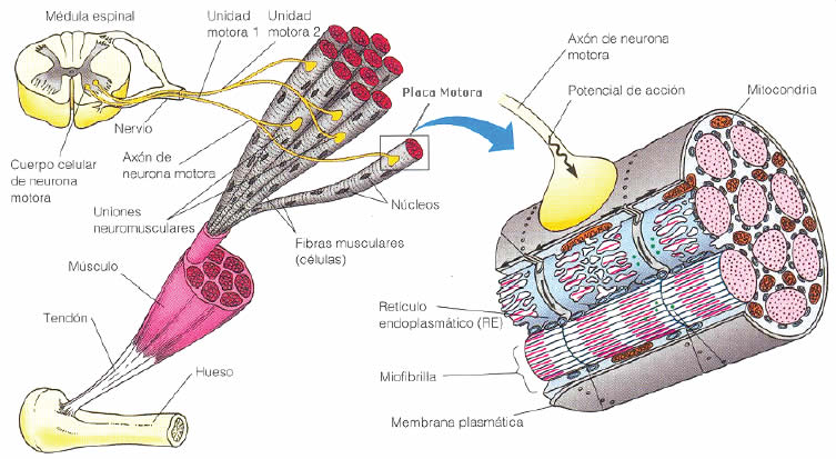 sistema somatomotor