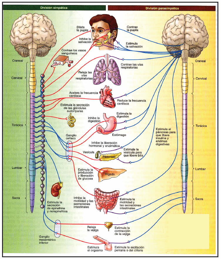 Sistema nervioso Autónomo
