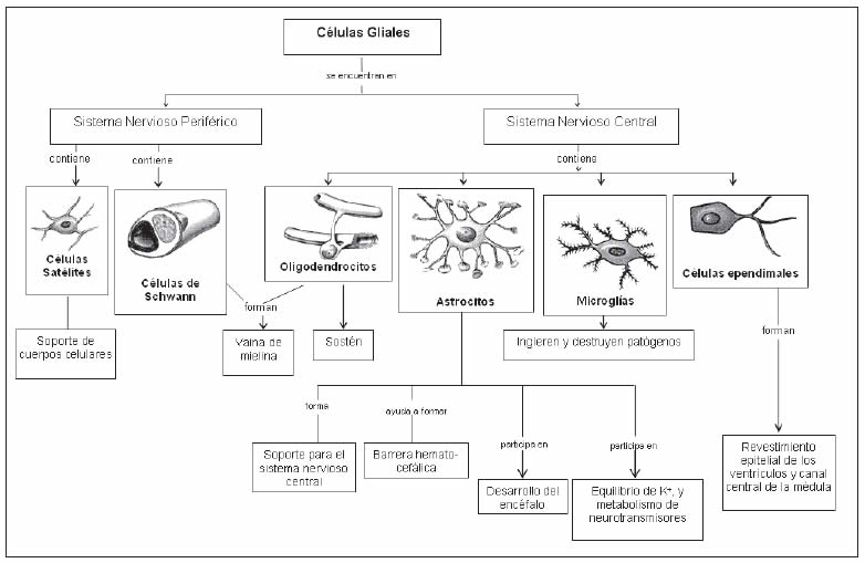 Células del sistema nervioso