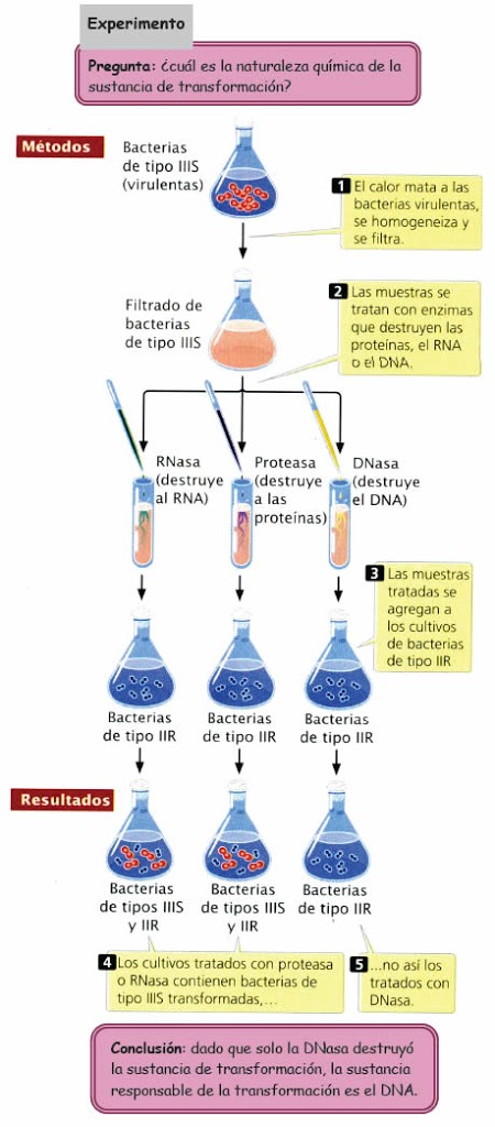 Identificación del principio de transformación