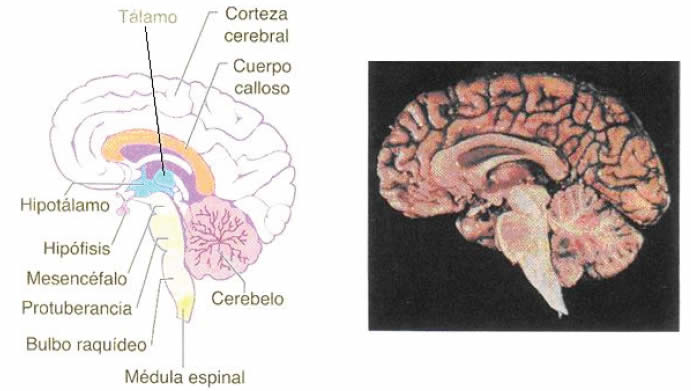 Encéfalo