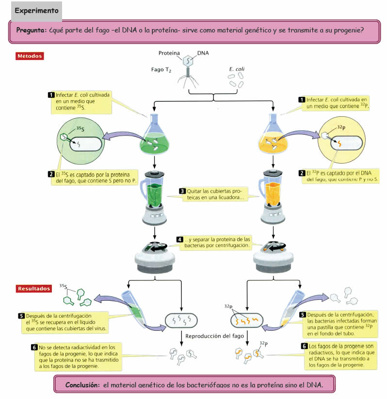  Experimento con virus de Hershey - Chase