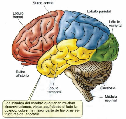 Cerebro