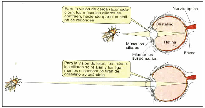 Acomodación Ocular