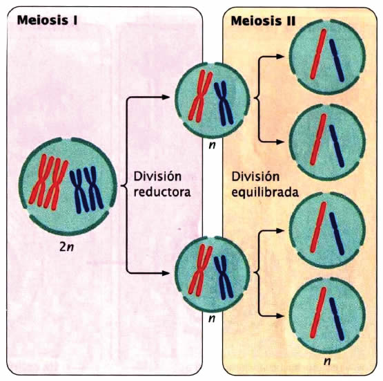 Meiosis