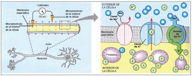 potencial de membrana en reposo