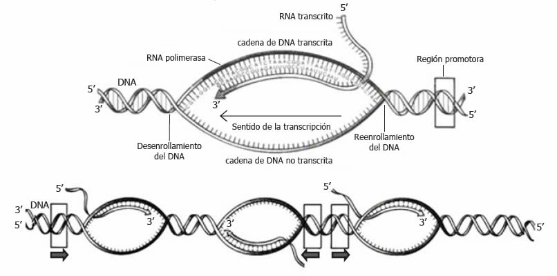 Transcripción