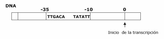 Etapas de la transcripción