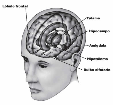  sistema límbico