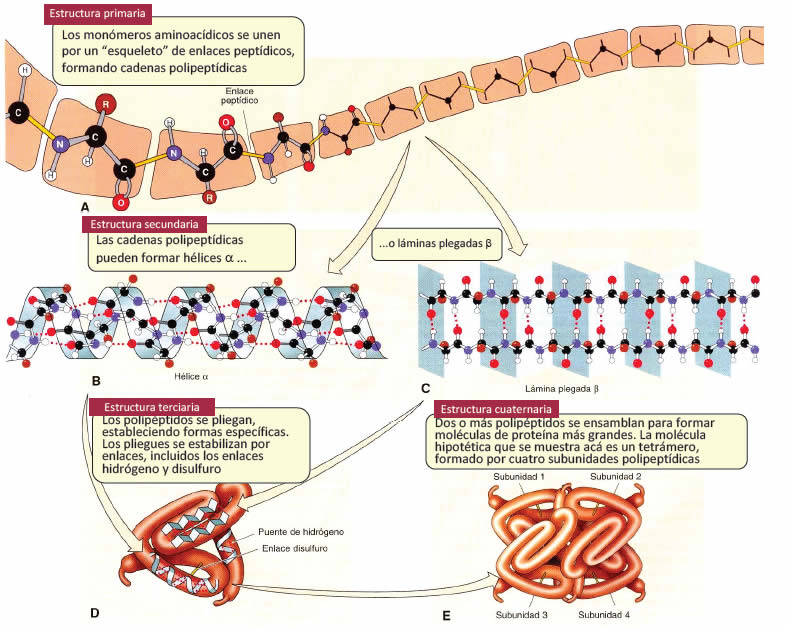 Organización estructural de las proteínas