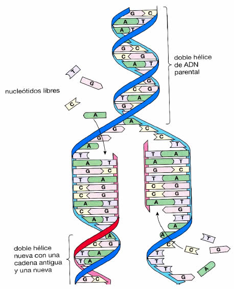 Replicación del ADN