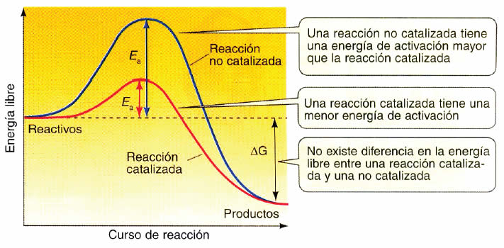 Enzimas