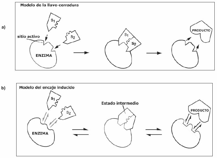 Introducir 104+ imagen modelo de ajuste inducido de koshland