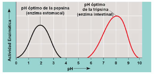 Factores que afectan la actividad enzimática - PH